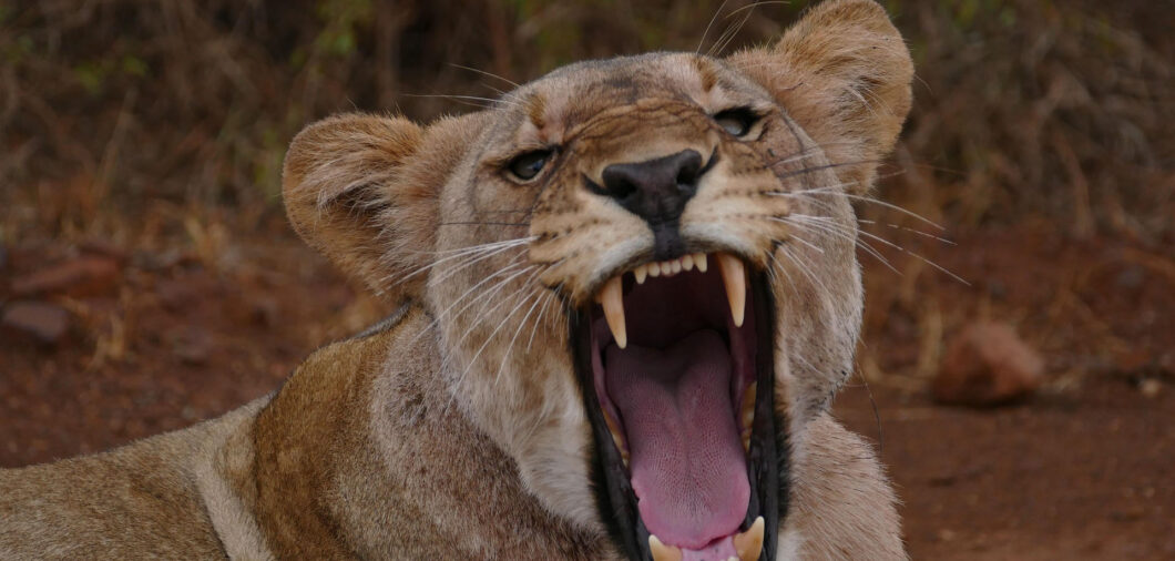 Löwin mit geöffnetem Maul und sichtbaren Fangzähnen, die Spannung und Kraft ausstrahlt.