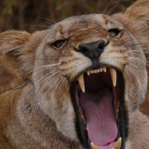 Löwin mit geöffnetem Maul und sichtbaren Fangzähnen, die Spannung und Kraft ausstrahlt.