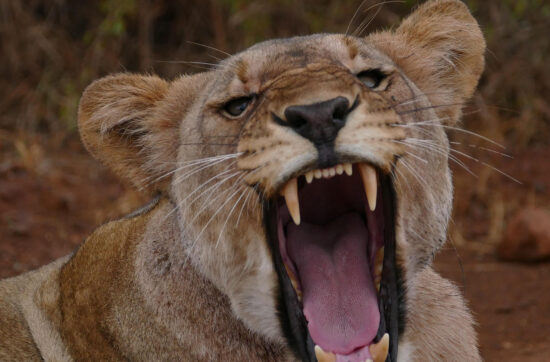 Löwin mit geöffnetem Maul und sichtbaren Fangzähnen, die Spannung und Kraft ausstrahlt.